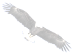 Eagle flying